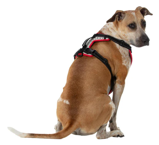 Nathan Dog Harness - Image 3